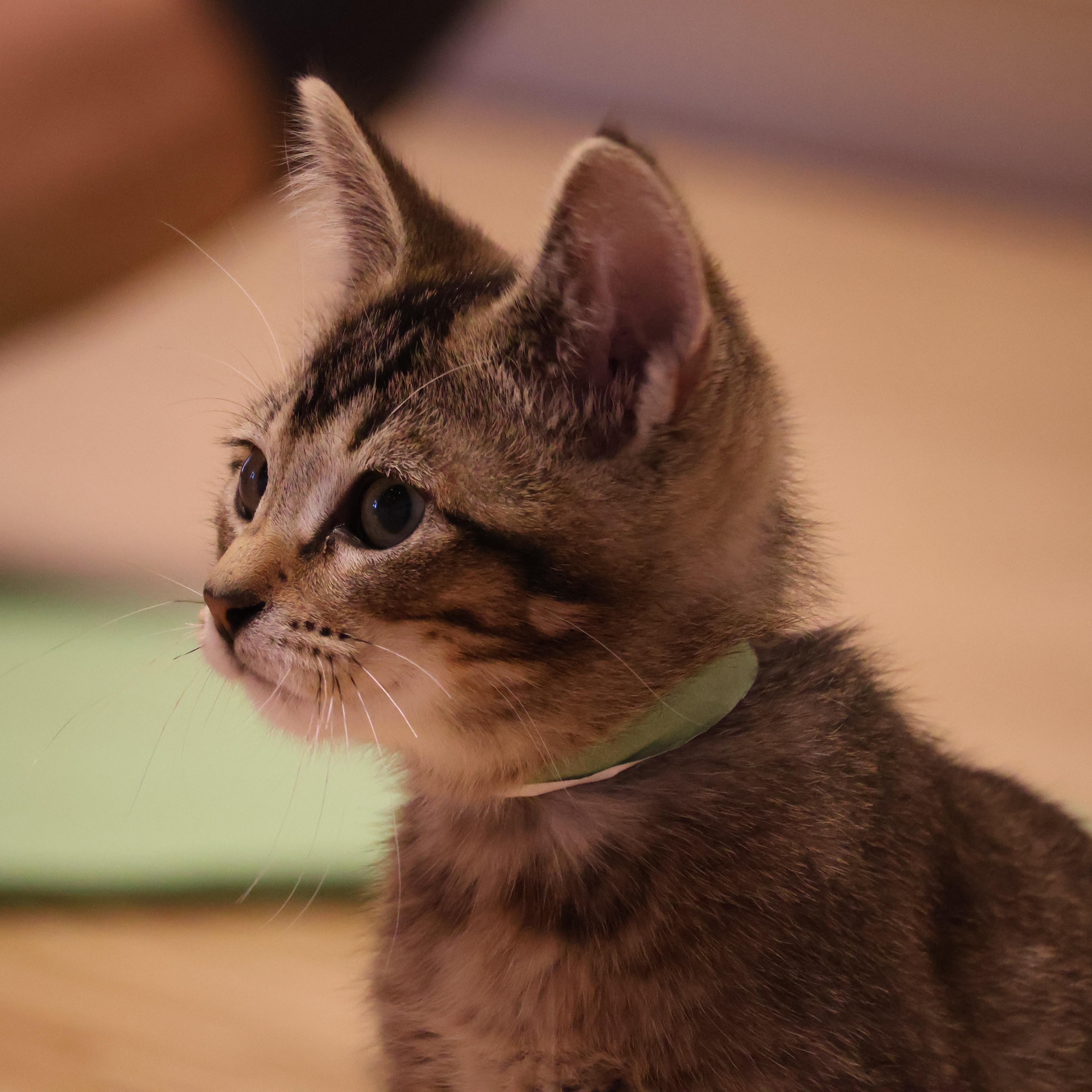 Corvallis Museum: Kitten Yoga - logo